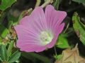 Malva punctata
